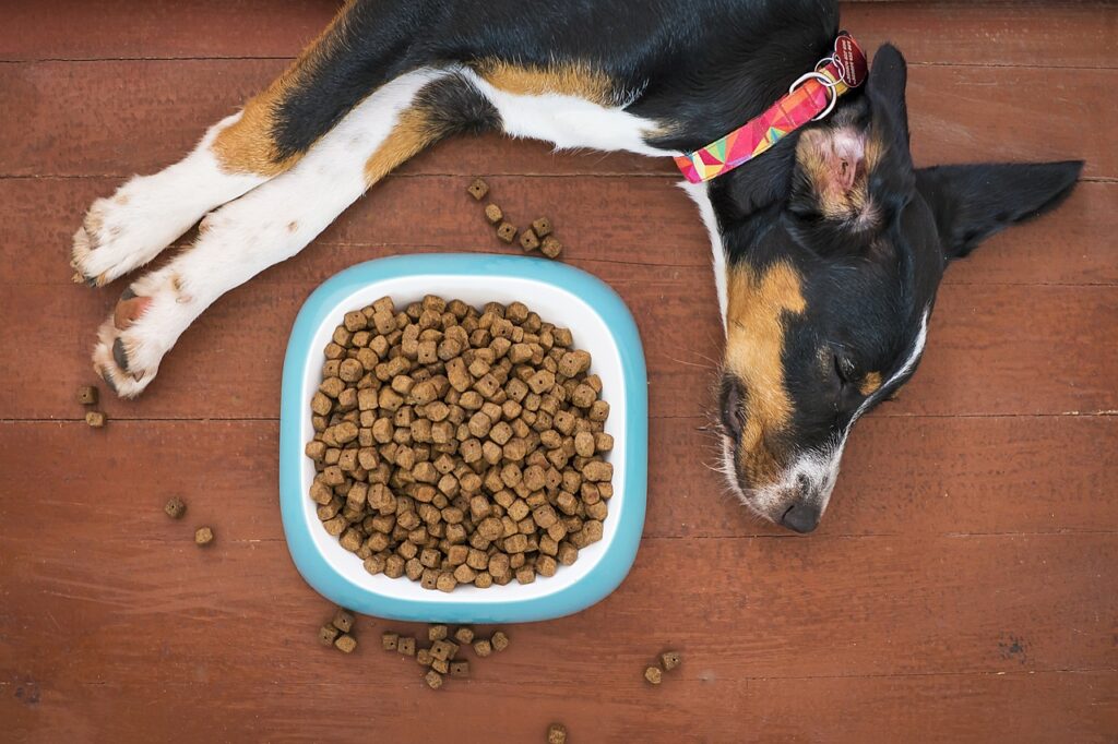 dog, pet, food, bowl, animal, kibble, paws, treat, nap, sleep